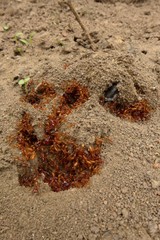 Dorylus helvolus