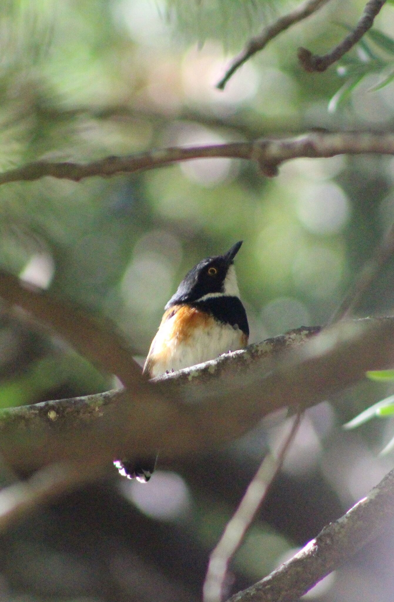 Cape Batis (Batis capensis), photo 7