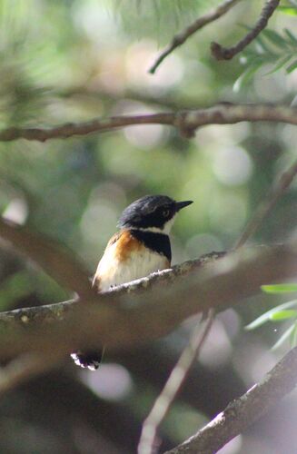 Cape Batis (Batis capensis), photo 7