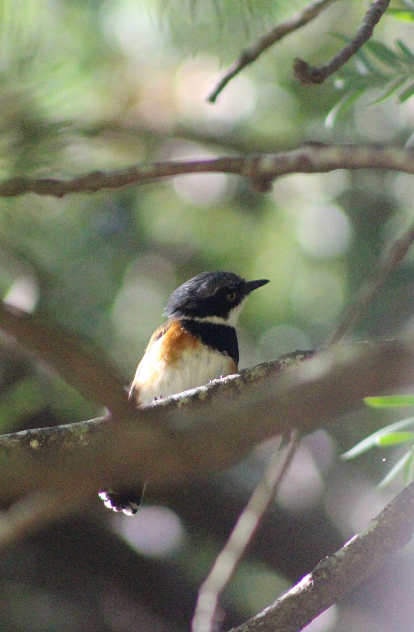 Cape Batis (Batis capensis), photo 8