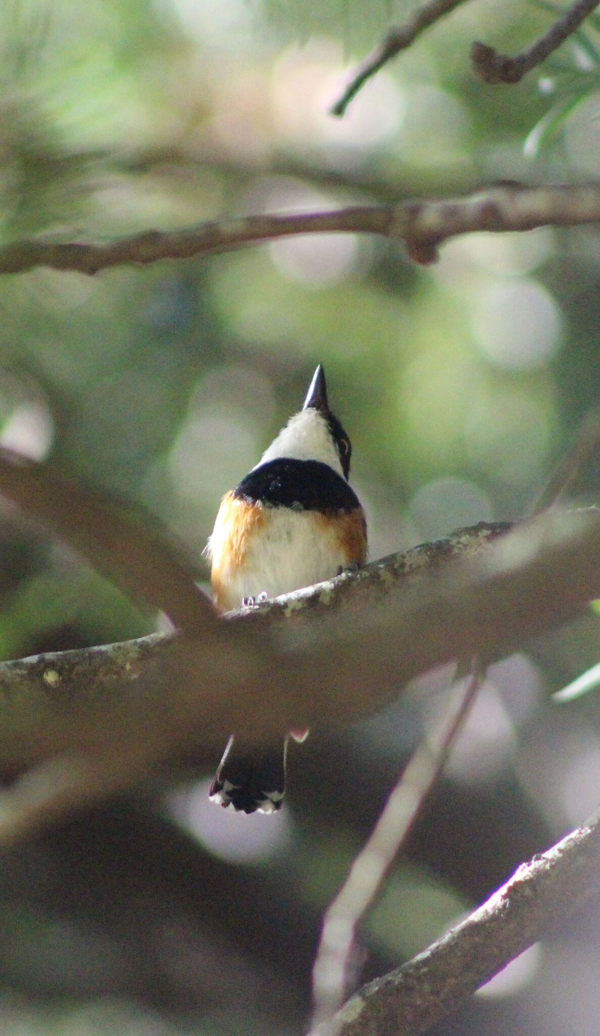 Cape Batis (Batis capensis), photo 9