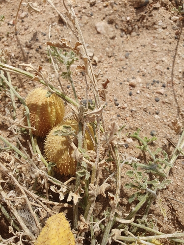 Wild Cucumber (Cucumis prophetarum)