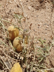 Cucumis prophetarum