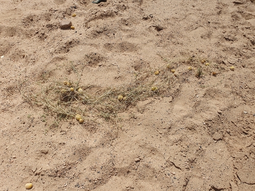 Cucumis prophetarum, photograph 2