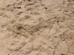 Cucumis prophetarum, photograph (c) Mehdi Chetibi, some rights reserved (CC BY)