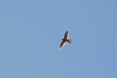 Falco newtoni
