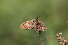 Acraea zitja