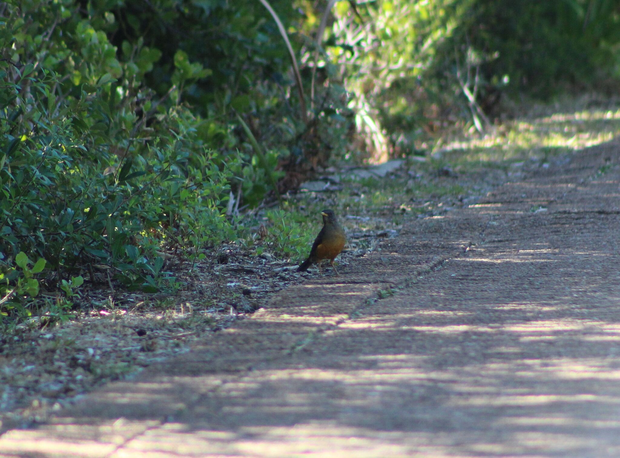 Olive Thrush (Turdus olivaceus), photo 6