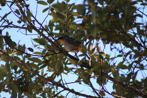 Cape Robin-Chat (Dessonornis caffer), photo 7