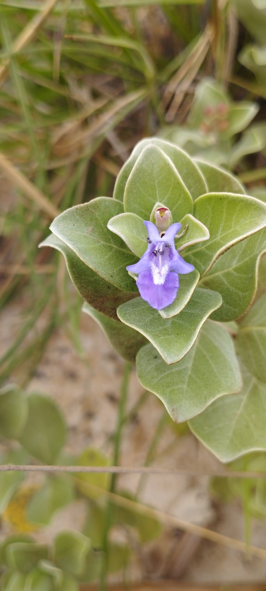 Vitex rotundifolia (Vitex rotundifolia)