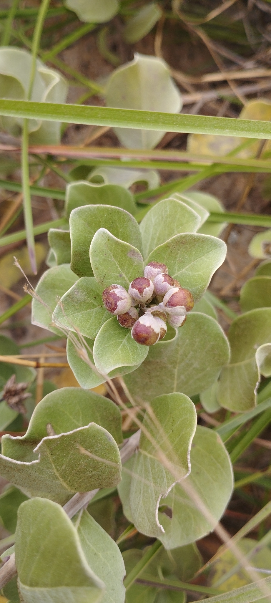 Vitex rotundifolia — ảnh 2