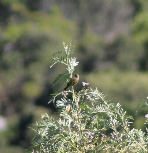 Cape Canary (Serinus canicollis), photo 7