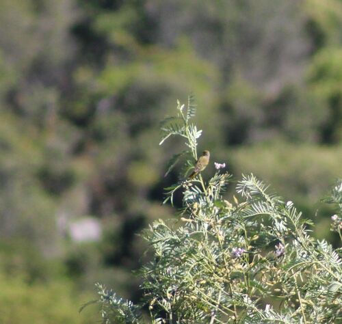 Cape Canary (Serinus canicollis), photo 8