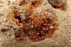 Dorylus helvolus