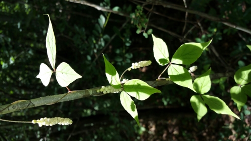 Dioscorea quartiniana image