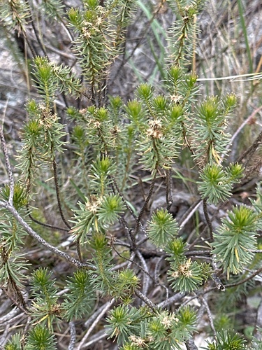 Baccharis aliena, photograph 6