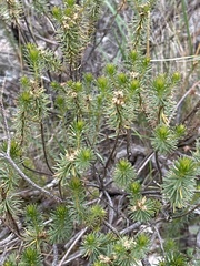 Baccharis aliena, photograph (c) Rosario Douglas, some rights reserved (CC BY)