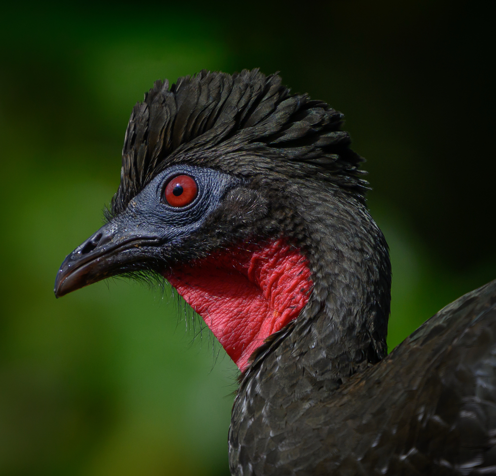 Guans, Chachalacas, and Curassows