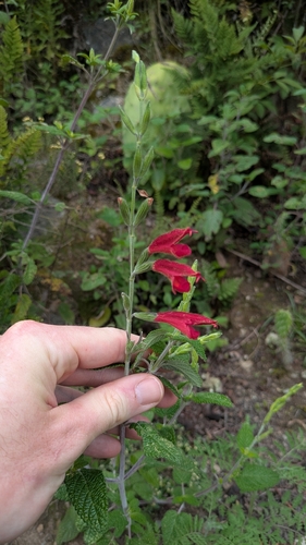 Kissing Sage (Salvia striata)