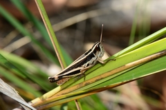 Macrotona securiformis