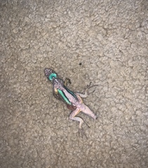 Sceloporus occidentalis