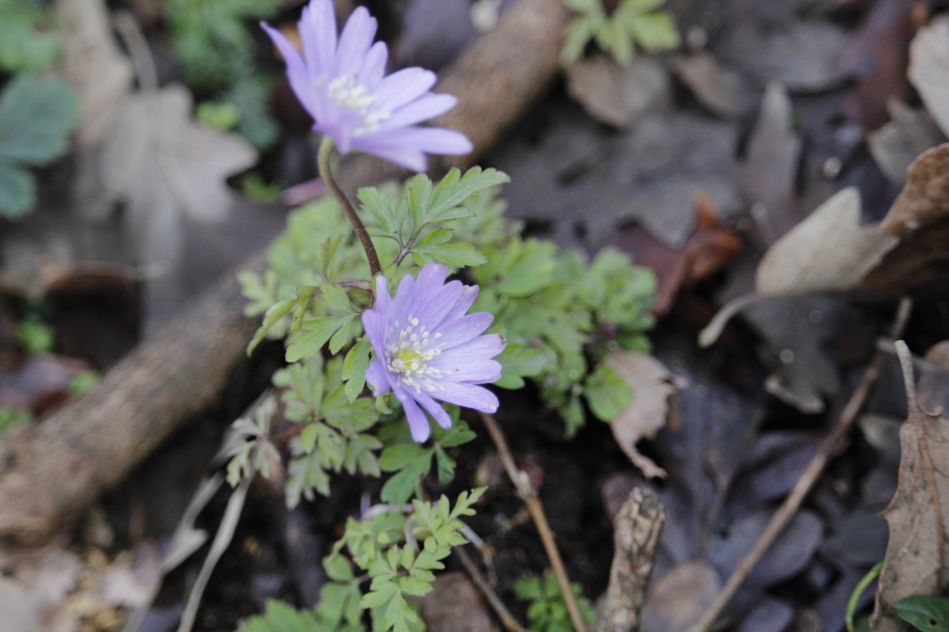 Apennine anemone