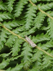 Eudonia atmogramma
