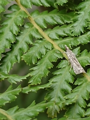 Eudonia atmogramma