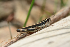 Macrotona securiformis