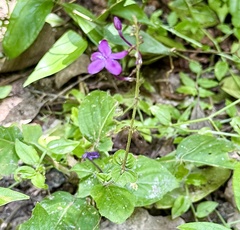 author not stated, no rights reserved Pseuderanthemum alatum, photograph author not stated, no rights reserved