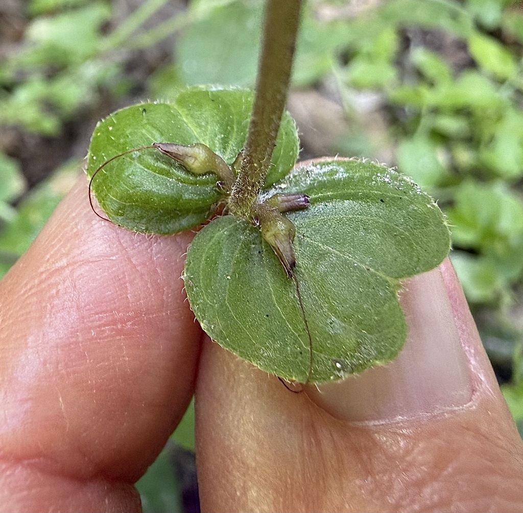 Pseuderanthemum alatum; photograph author not stated, no rights reserved