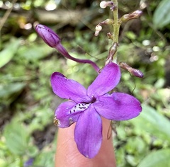 author not stated, no rights reserved Pseuderanthemum alatum, photograph author not stated, no rights reserved