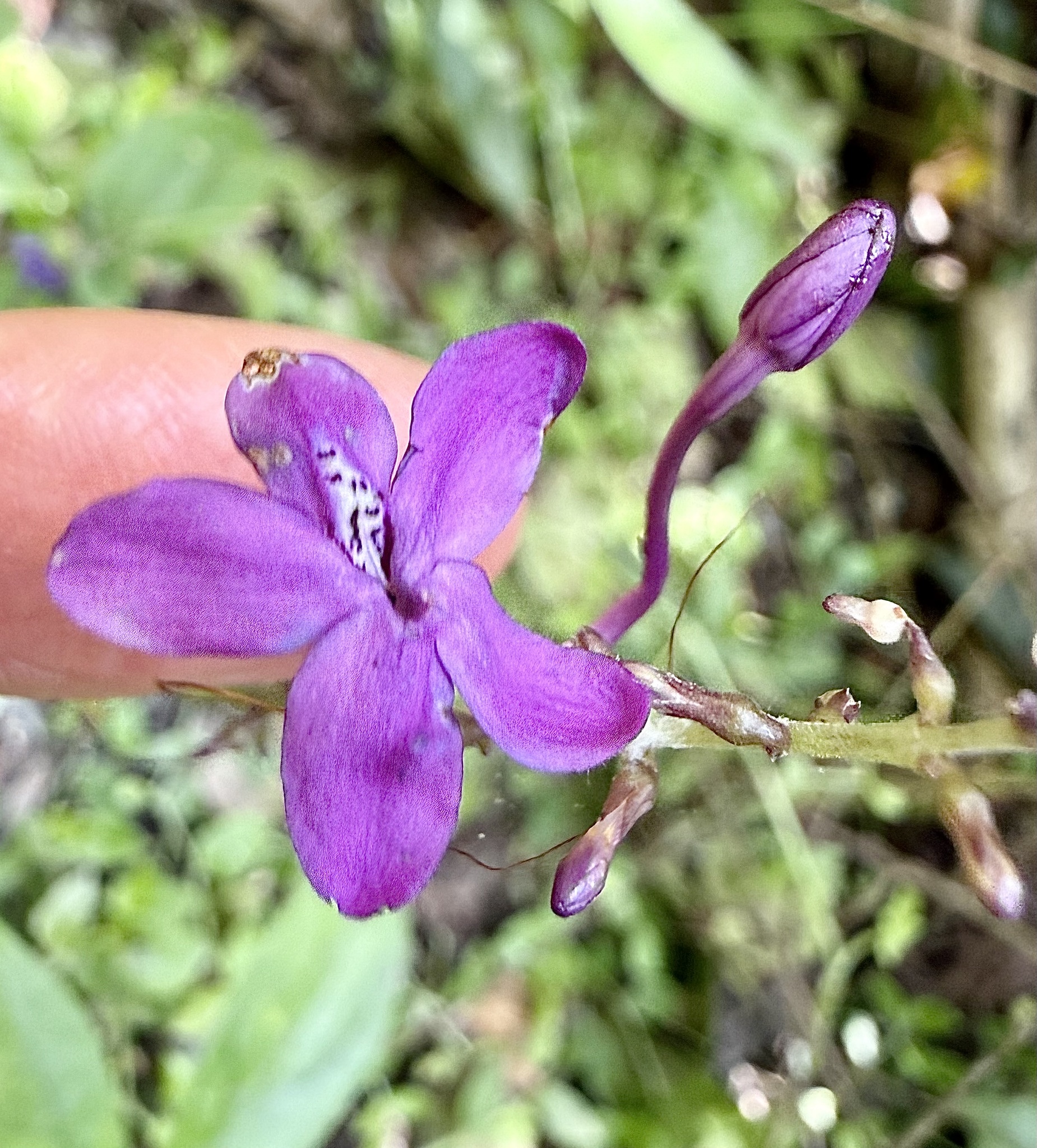Chocolate Plant (Pseuderanthemum alatum)