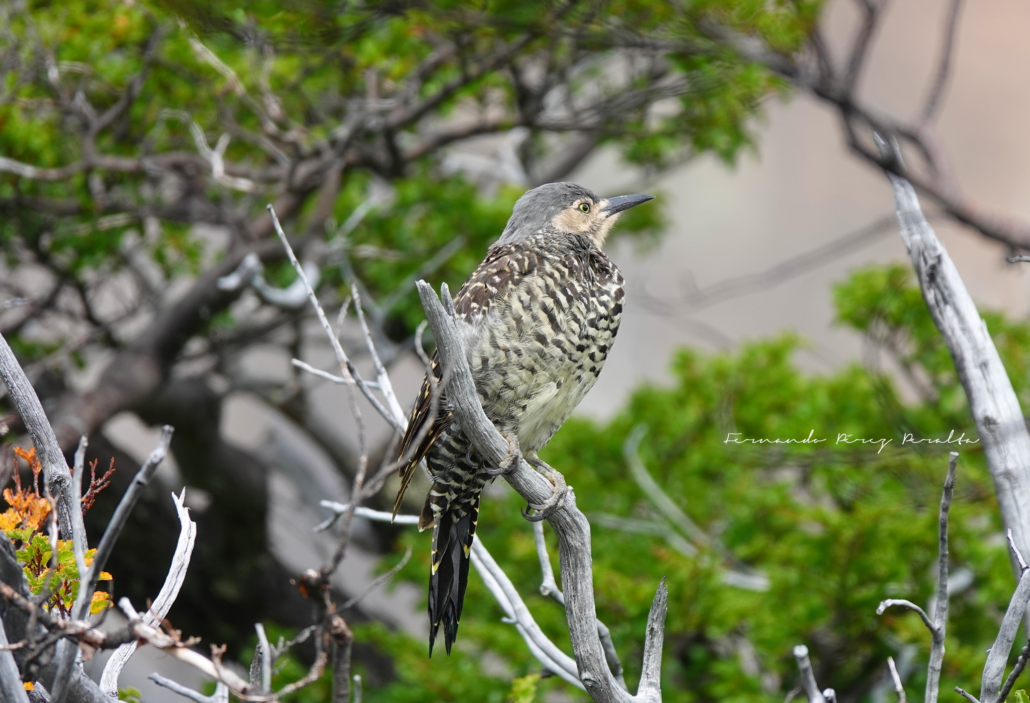 Chilean Flicker (Colaptes pitius), photo 5