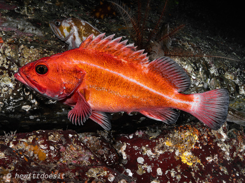 Rasphead rockfish (Sebastes ruberrimus) — Sebastidae