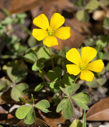 Foto de Oxalis dillenii