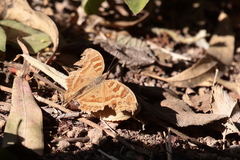 Junonia goudotii