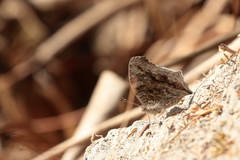 Junonia goudotii
