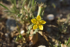 Mentzelia affinis