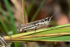 Macrotona securiformis
