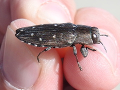 Chrysobothris basalis