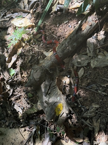 Mayan Coralsnake