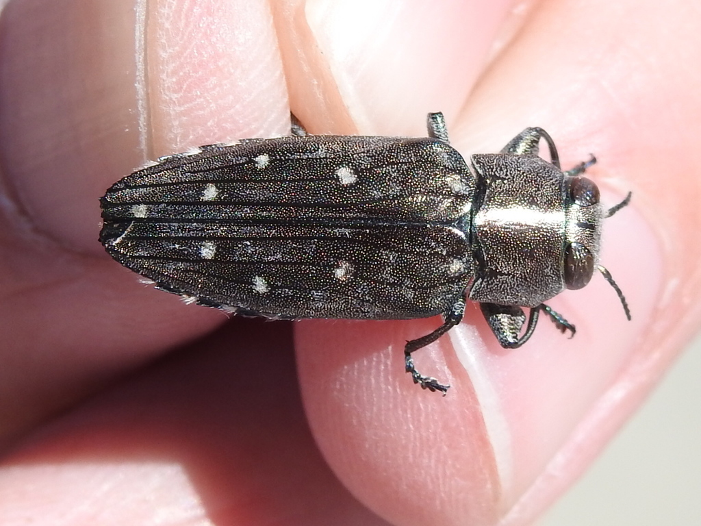 Chrysobothris basalis