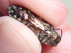 Chrysobothris basalis