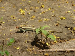 Trachylepis wahlbergii