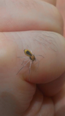 Poecilothomisus speciosus