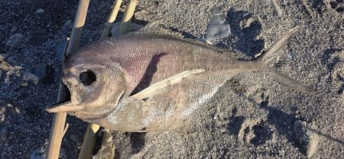 Atlantic pomfret (Brama brama) — Bramidae