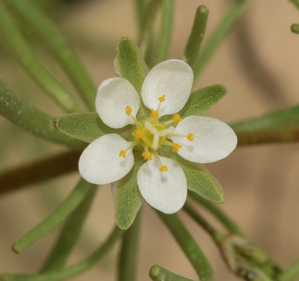 Spergularia flaccida