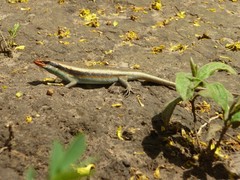 Trachylepis wahlbergii