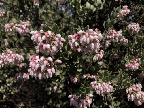 Mount Diablo Manzanita